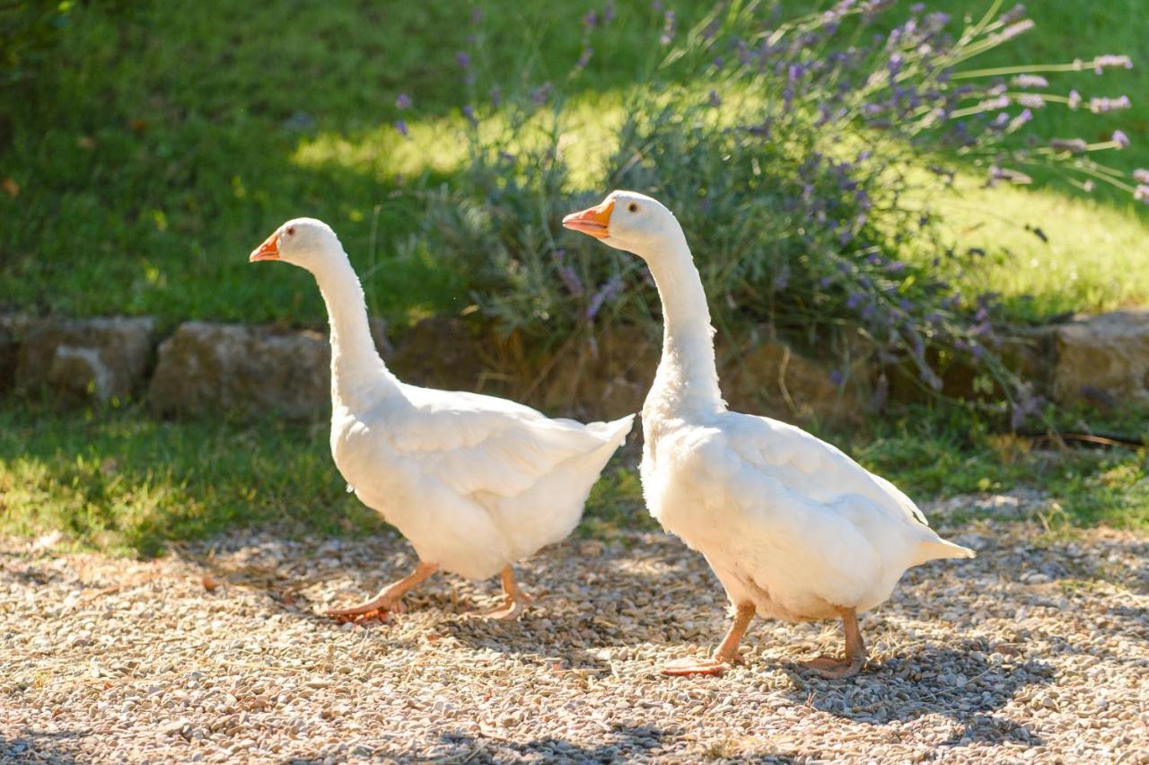 Fattoria Capobianco Villa Montefiascone Kültér fotó